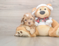 6 week old Shih Poo Puppy For Sale - Seaside Pups