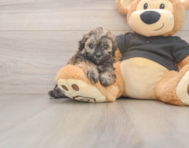 7 week old Shih Poo Puppy For Sale - Seaside Pups