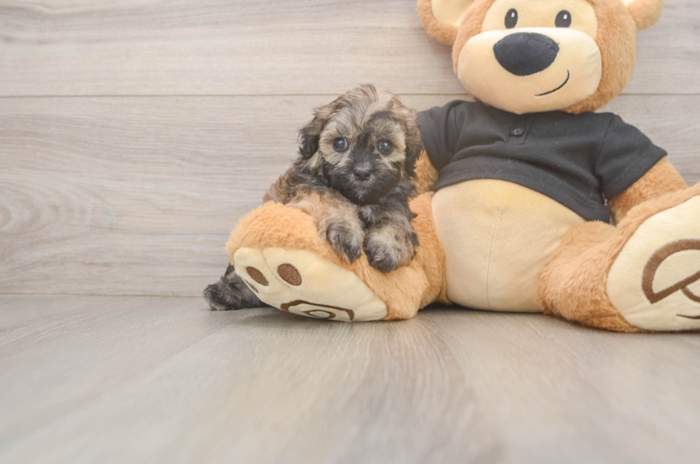 5 week old Shih Poo Puppy For Sale - Seaside Pups