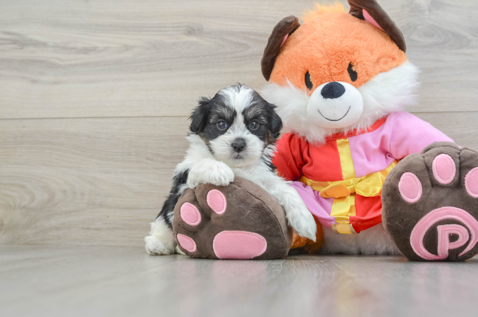 5 week old Shih Poo Puppy For Sale - Seaside Pups