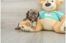 Hypoallergenic Shih Poo Poodle Mix Puppy