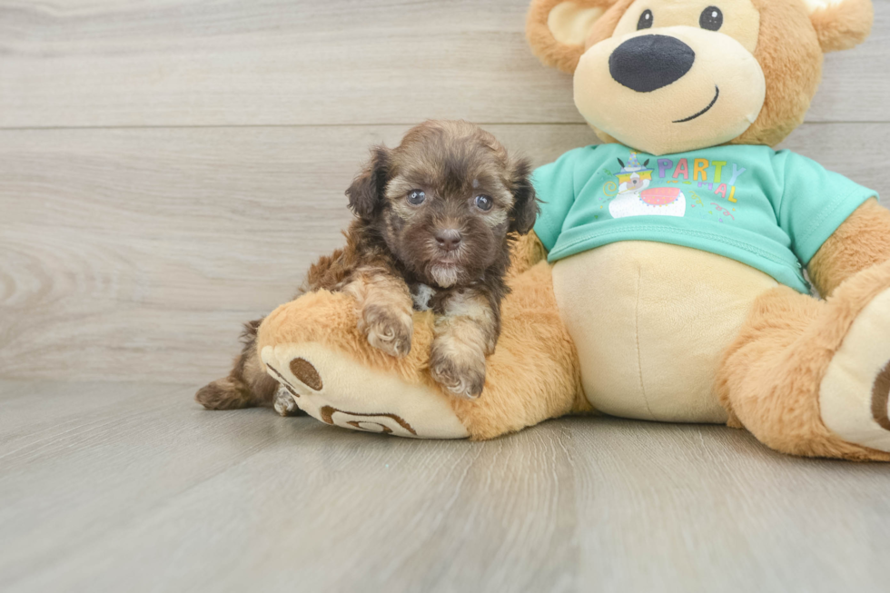 Hypoallergenic Shih Poo Poodle Mix Puppy