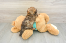 Best Shih Poo Baby