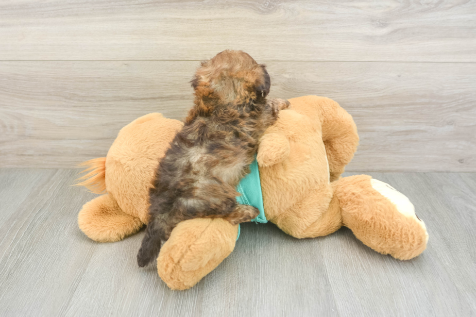 Best Shih Poo Baby
