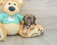 6 week old Shih Poo Puppy For Sale - Seaside Pups