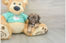 Shih Poo Puppy for Adoption