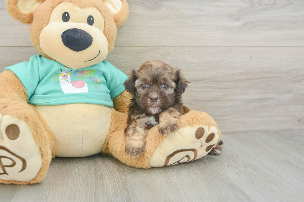 Shih Poo Puppy for Adoption