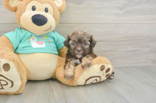 Shih Poo Puppy for Adoption