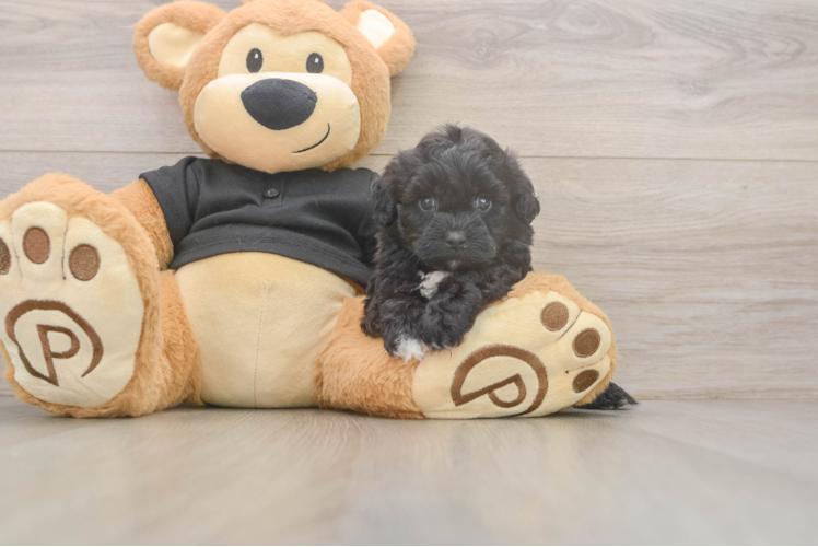 Best Shih Poo Baby