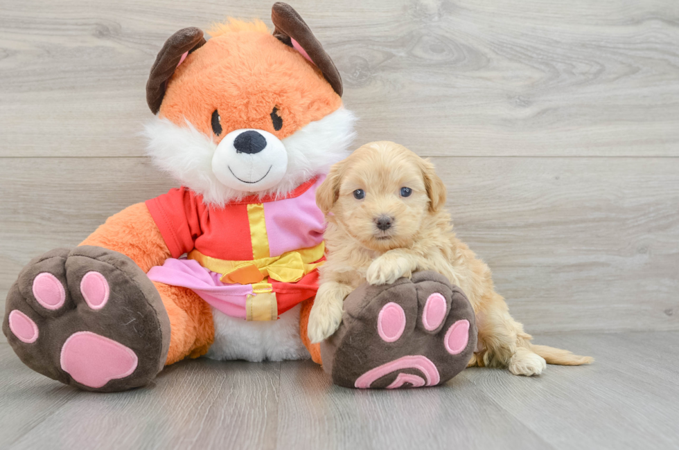 5 week old Shih Poo Puppy For Sale - Seaside Pups