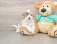 7 week old Shih Poo Puppy For Sale - Seaside Pups