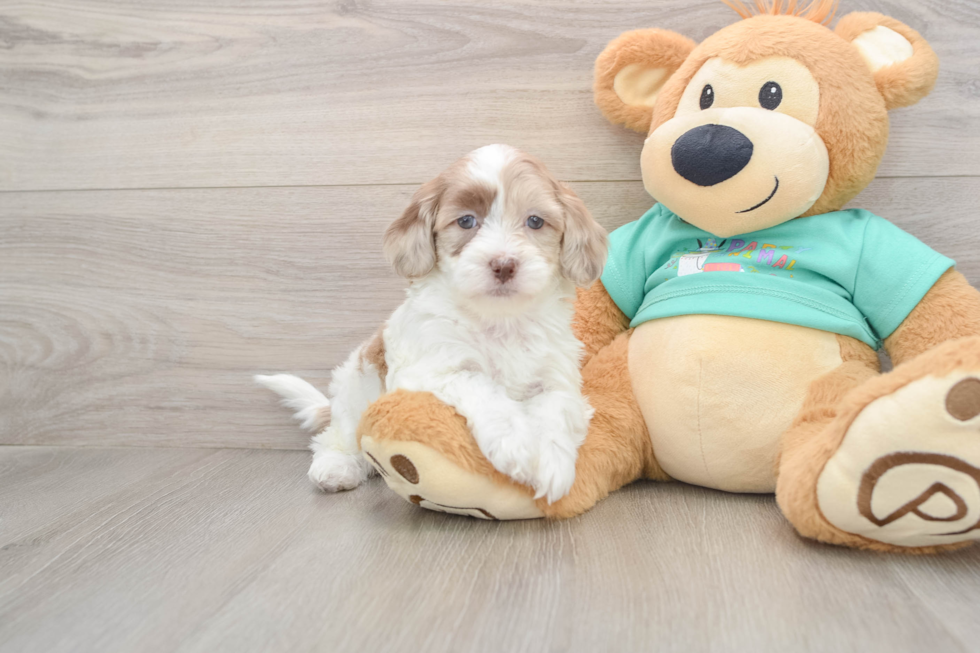 Petite Shih Poo Poodle Mix Pup