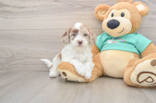 Petite Shih Poo Poodle Mix Pup