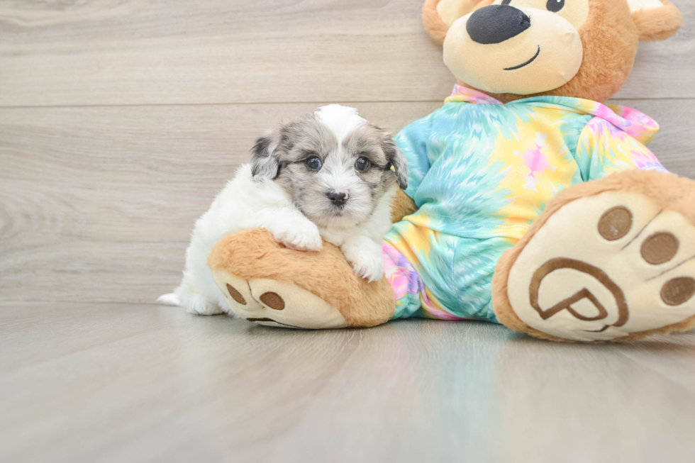 Shih Poo Pup Being Cute