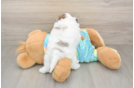 Shih Poo Puppy for Adoption
