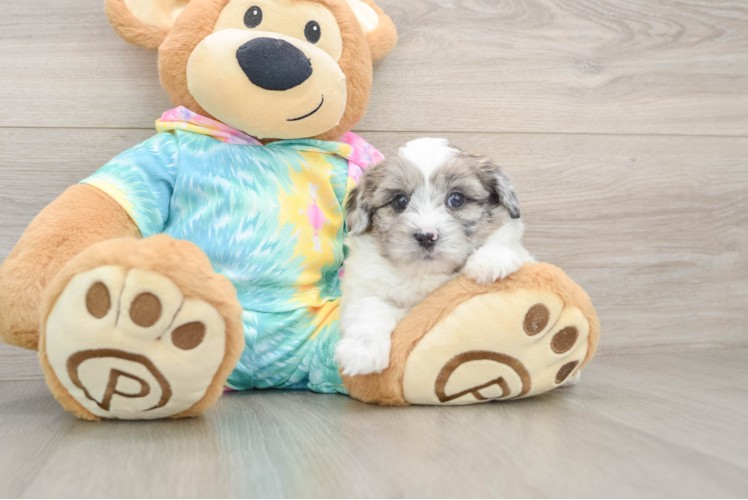 Shih Poo Pup Being Cute