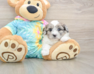 7 week old Shih Poo Puppy For Sale - Seaside Pups