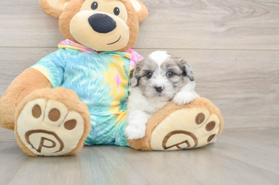 Shih Poo Pup Being Cute