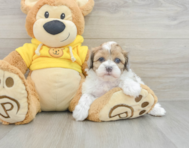 6 week old Shih Poo Puppy For Sale - Seaside Pups