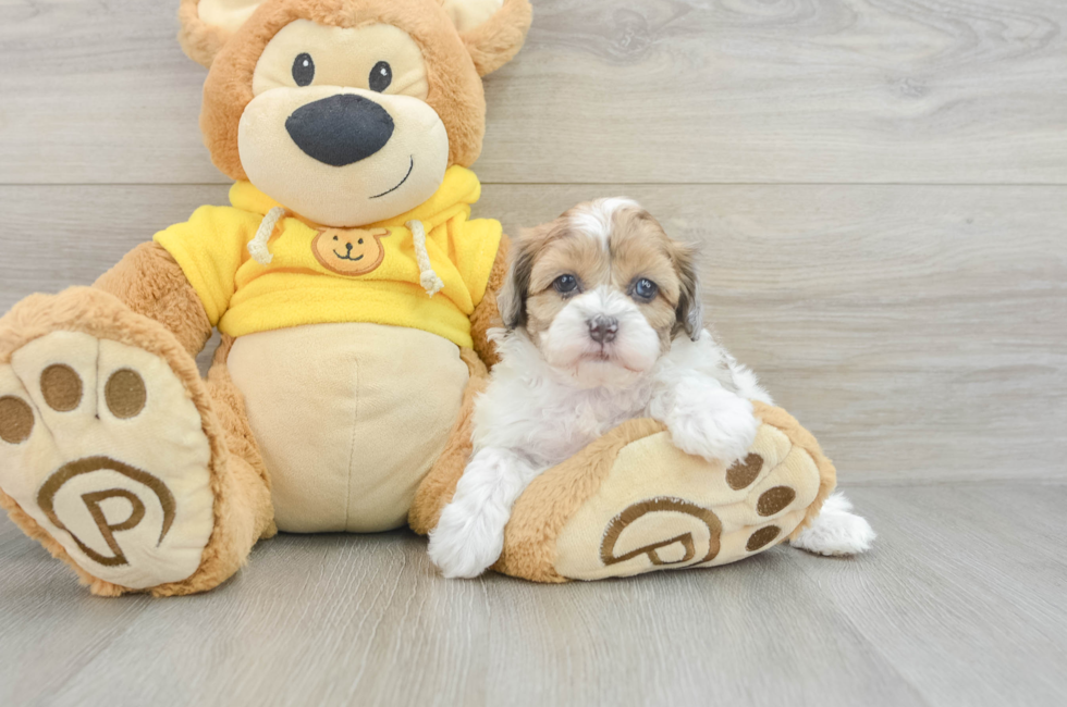 6 week old Shih Poo Puppy For Sale - Seaside Pups