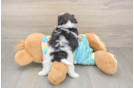 Happy Shih Poo Baby