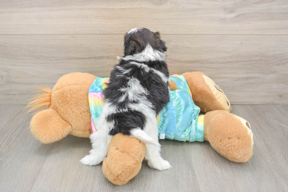 Happy Shih Poo Baby