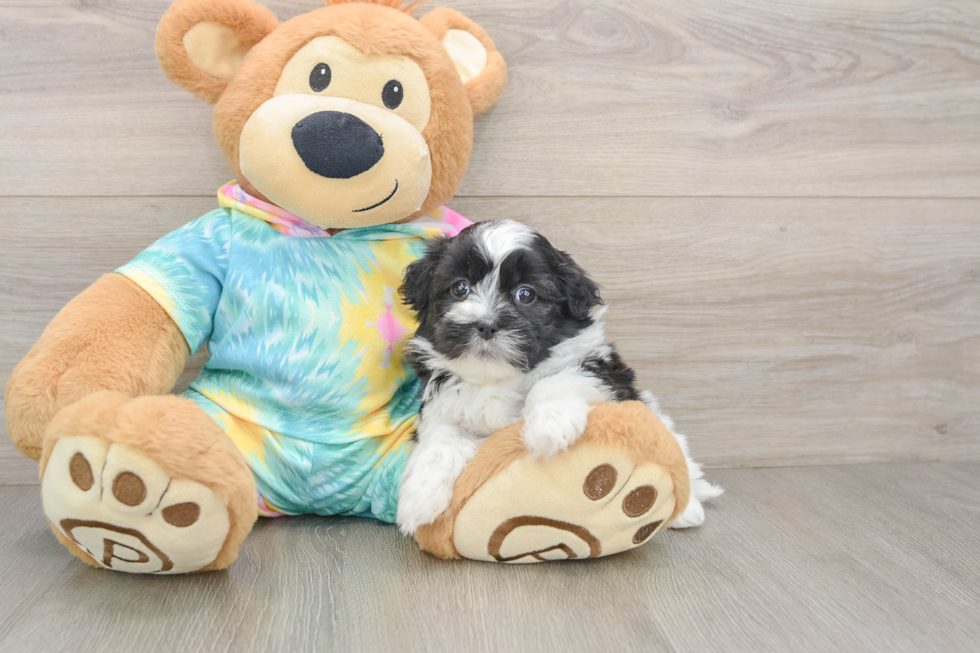 Shih Poo Pup Being Cute