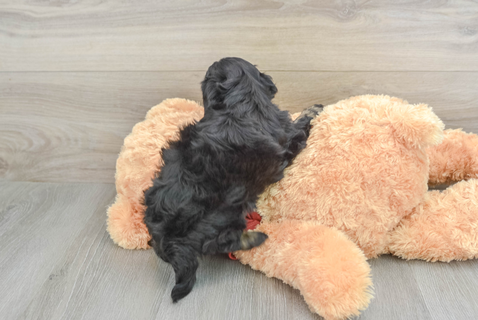 Friendly Shih Poo Baby