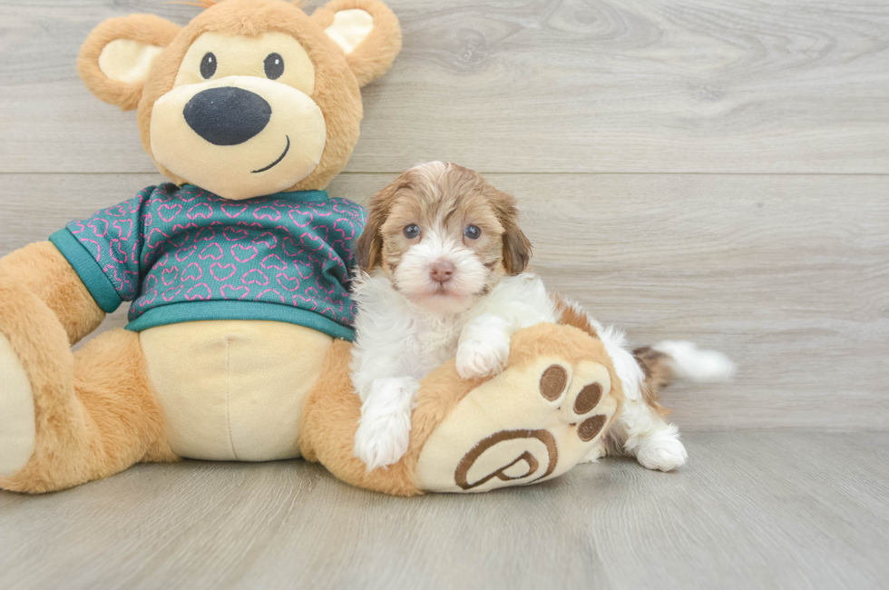 5 week old Shih Poo Puppy For Sale - Seaside Pups