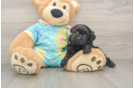 Fluffy Shih Poo Poodle Mix Pup