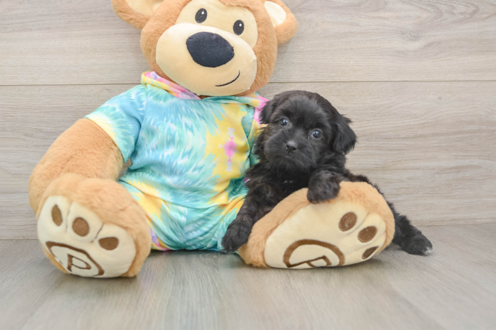 Fluffy Shih Poo Poodle Mix Pup