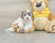 5 week old Shih Poo Puppy For Sale - Seaside Pups