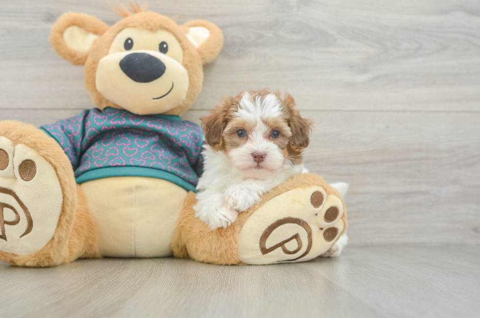 5 week old Shih Poo Puppy For Sale - Seaside Pups