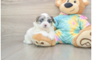 Popular Shih Poo Poodle Mix Pup