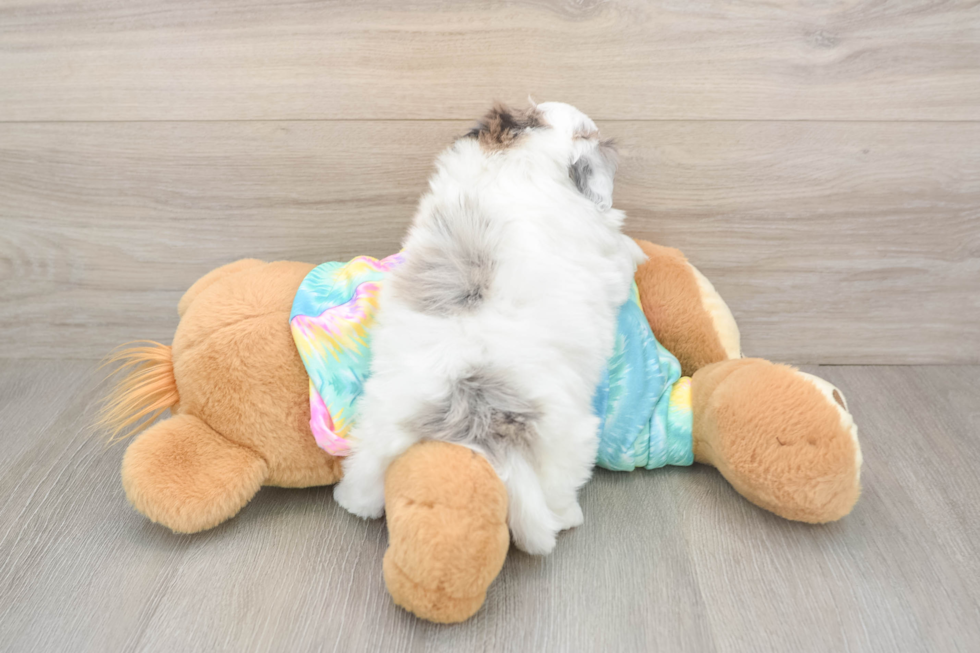 Sweet Shih Poo Baby