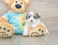 7 week old Shih Poo Puppy For Sale - Seaside Pups