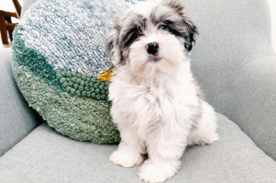 Cute Shih Poo Poodle Mix Puppy
