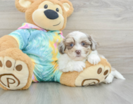 8 week old Shih Poo Puppy For Sale - Seaside Pups