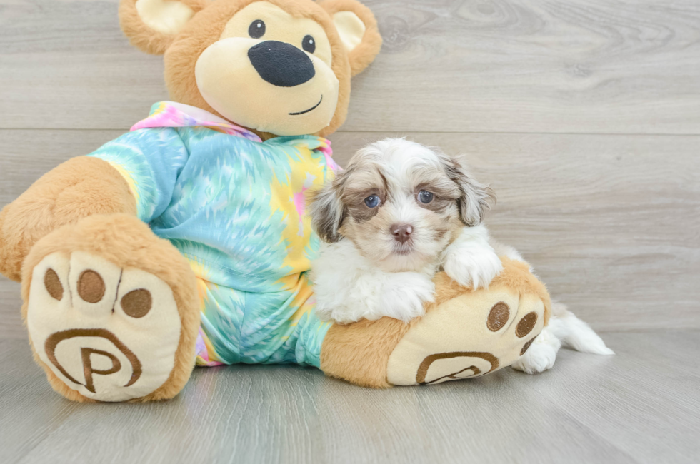 7 week old Shih Poo Puppy For Sale - Seaside Pups