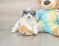 5 week old Shih Poo Puppy For Sale - Seaside Pups