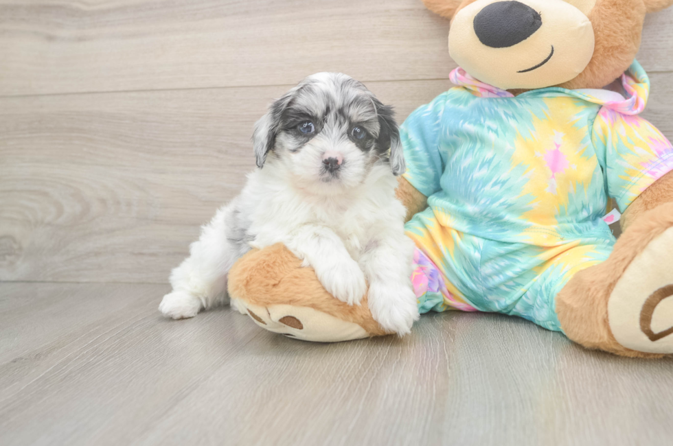 5 week old Shih Poo Puppy For Sale - Seaside Pups