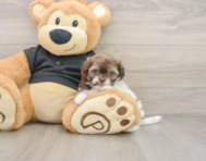 6 week old Shih Poo Puppy For Sale - Seaside Pups