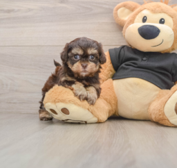 6 week old Shih Poo Puppy For Sale - Seaside Pups