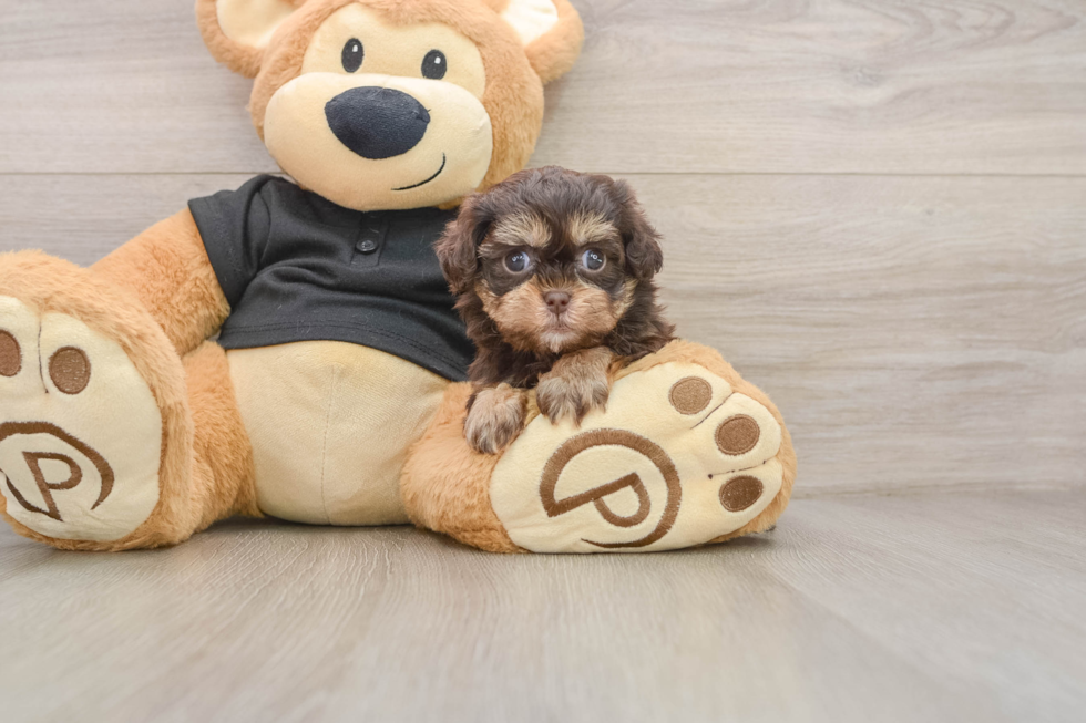 Playful Shihpoo Poodle Mix Puppy
