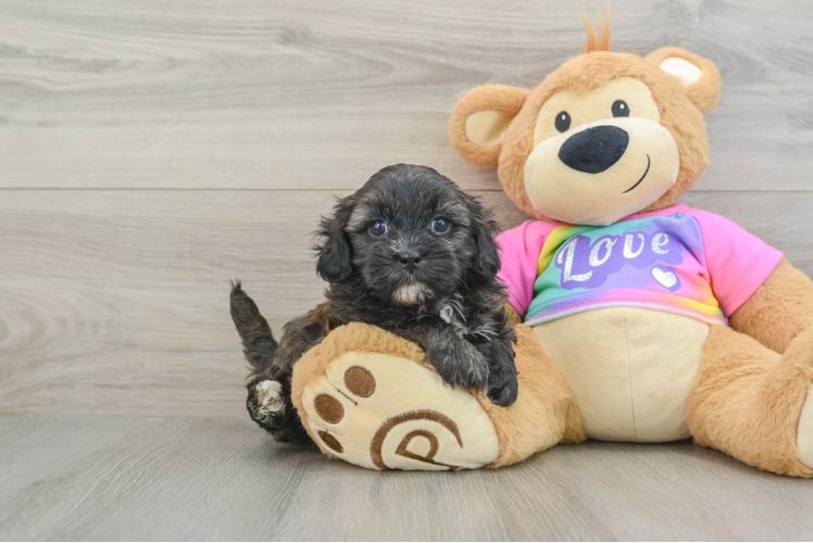 Little Shihpoo Poodle Mix Puppy
