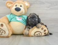 8 week old Shih Poo Puppy For Sale - Seaside Pups