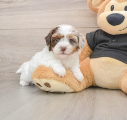 7 week old Shih Poo Puppy For Sale - Seaside Pups