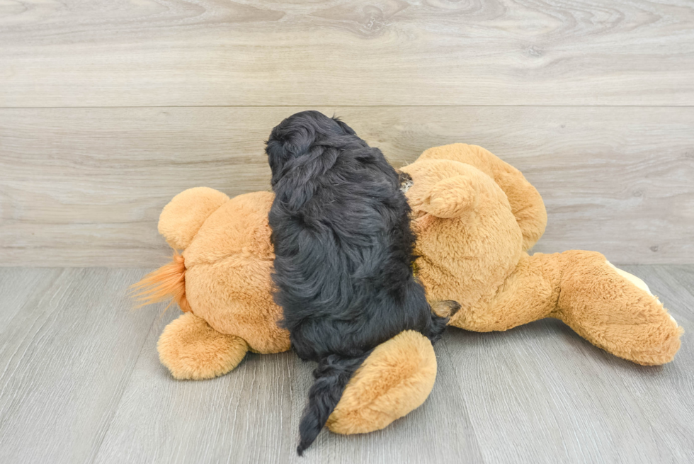 Adorable Shihpoo Poodle Mix Puppy