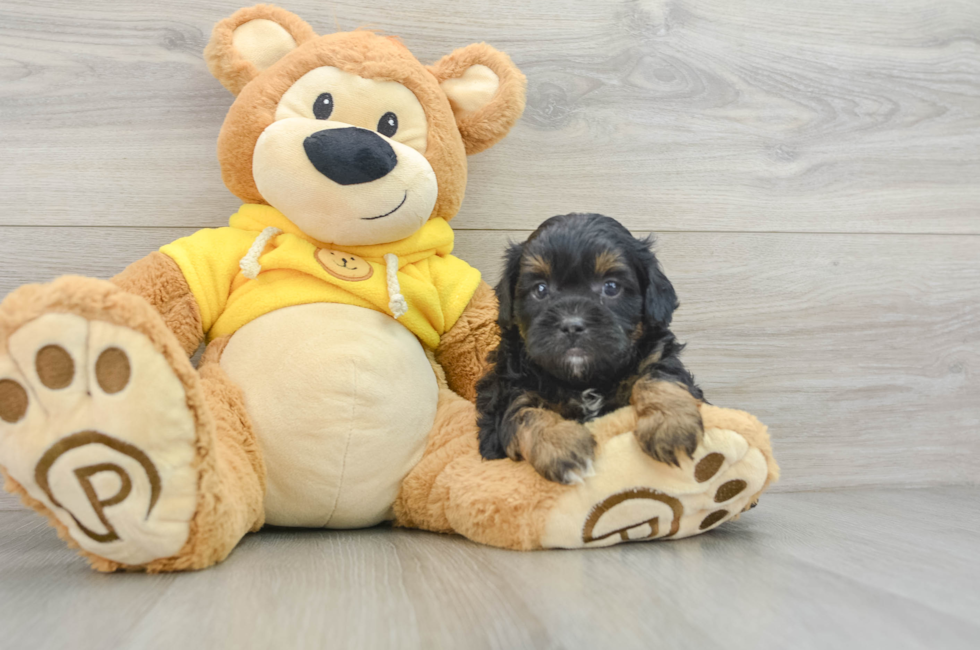 6 week old Shih Poo Puppy For Sale - Seaside Pups