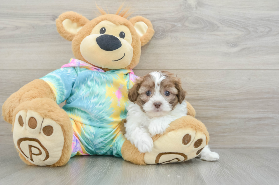 7 week old Shih Poo Puppy For Sale - Seaside Pups